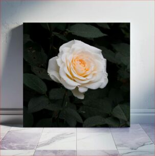 Πίνακας, White Rose in Bloom Λευκό τριαντάφυλλο στην άνθιση