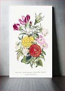 Πίνακας, White Violet, Small Bindweed, Red and White Rosebud and Asiatic Ranunculus from The Language of Flowers, or, Floral Emblems of Thoughts, Feelings, and Sentiments (1896) by