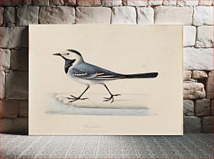 Πίνακας, White wagtail, by Ferdinand von Wright