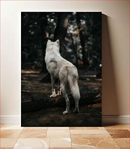 Πίνακας, White Wolf in Forest Λευκός Λύκος στο Δάσος