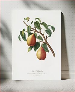 Πίνακας, Wild European Pear (Pyrus pyraster) from Pomona Italiana (1817 - 1839) by Giorgio Gallesio (1772-1839)