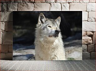 Πίνακας, Wolf in the Wilderness Λύκος στην ερημιά