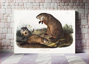 Πίνακας, Woodchuck (Arctomys monax) from the viviparous quadrupeds of North America (1845) illustrated by John Woodhouse Audubon (1812-1862)