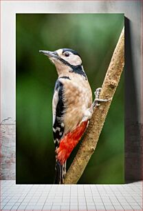 Πίνακας, Woodpecker on a Branch Δρυοκολάπτης σε ένα κλαδί