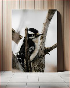 Πίνακας, Woodpecker on Tree Δρυοκολάπτης στο δέντρο