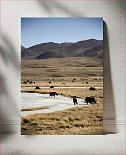 Πίνακας, Yaks Grazing in Mountainous Landscape Yaks που βόσκουν σε ορεινό τοπίο