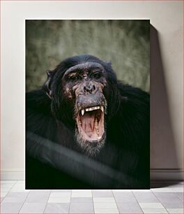 Πίνακας, Yawning Chimpanzee Χασμουρητό χιμπατζή