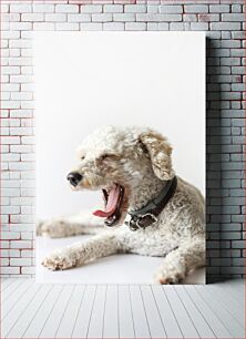 Πίνακας, Yawning Dog Χασμουρητό Σκύλος