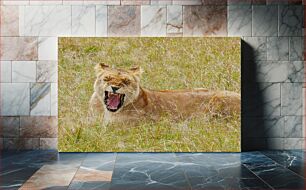 Πίνακας, Yawning Lion in the Grasslands Χασμουρητό λιοντάρι στα λιβάδια