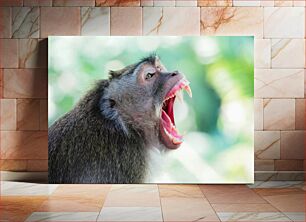 Πίνακας, Yawning Monkey Χασμουρητό Πίθηκος