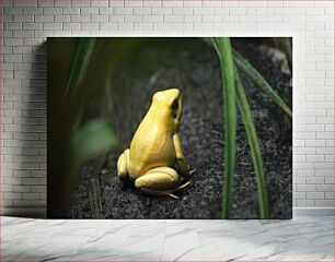 Πίνακας, Yellow Frog on a Forest Floor Κίτρινος βάτραχος σε δάσος