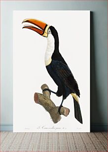 Πίνακας, Yellow necklace Toucan from Histoire Naturelle des Oiseaux de Paradis et Des Rolliers (1806) by