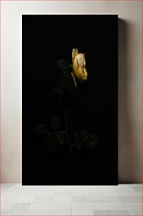 Πίνακας, Yellow Rose on Black Background Κίτρινο τριαντάφυλλο σε μαύρο φόντο