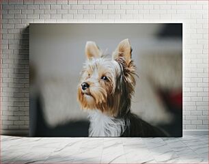 Πίνακας, Yorkshire Terrier Portrait Πορτρέτο τεριέ του Γιορκσάιρ
