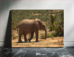 Πίνακας, Young Elephant in the Wild Νεαρός ελέφαντας στην άγρια ​​φύση