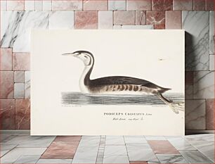 Πίνακας, Young great crested grebe, 1828 - 1838, Magnus von Wright