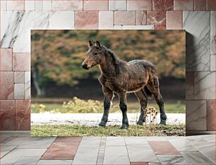 Πίνακας, Young Horse in Nature Νεαρό άλογο στη φύση