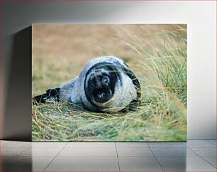 Πίνακας, Young Seal in Grassland Νεαρή φώκια στο λιβάδι