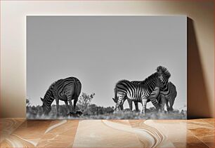 Πίνακας, Zebras in the Wild Ζέβρες στην άγρια ​​φύση