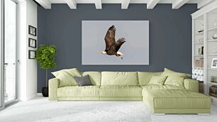Πίνακας, ένας φαλακρός αετός που πετάει μέσα από έναν γαλάζιο ουρανό