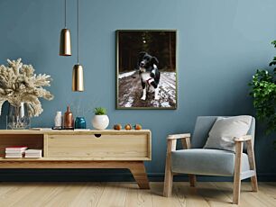 Πίνακας, ένας ασπρόμαυρος σκύλος που στέκεται σε χωματόδρομο