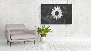 Πίνακας, μια ασπρόμαυρη φωτογραφία ενός λουλουδιού