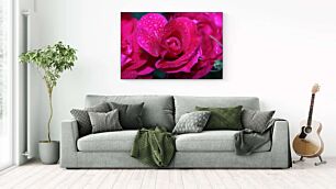 Πίνακας, ένα μάτσο ροζ τριαντάφυλλα με σταγονίδια νερού πάνω τους
