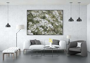 Πίνακας, ένα μάτσο λευκά λουλούδια σε ένα χωράφι