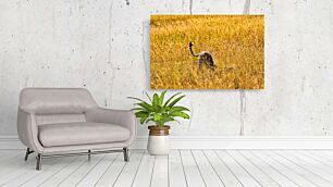 Πίνακας, ένα τσιτάχ που τρέχει μέσα από ένα χωράφι με ψηλό γρασίδι