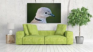 Πίνακας, κοντινό πλάνο ενός πουλιού με θολό φόντο