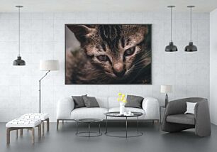 Πίνακας, κοντινό πλάνο του προσώπου μιας γάτας με θολό φόντο
