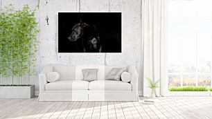 Πίνακας, κοντινό πλάνο ενός σκύλου στο σκοτάδι