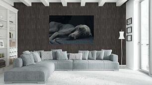 Πίνακας, ένα κοντινό πλάνο ενός σκύλου ξαπλωμένος σε έναν καναπέ
