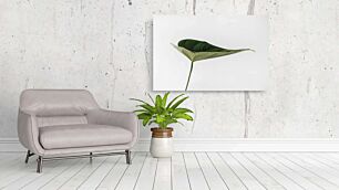 Πίνακας, κοντινό πλάνο ενός πράσινου φύλλου σε λευκό φόντο