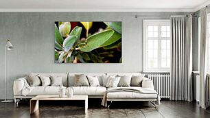 Πίνακας, κοντινό πλάνο ενός πράσινου φυτού με φύλλα