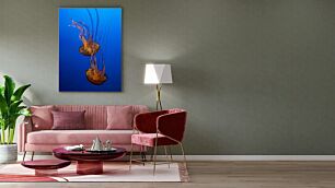 Πίνακας, ένα κοντινό πλάνο μιας μέδουσας στο νερό