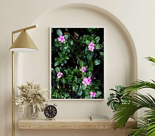 Πίνακας, κοντινό πλάνο ενός φυτού με ροζ λουλούδια