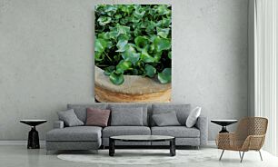 Πίνακας, κοντινό πλάνο ενός φυτού σε γλάστρες με πράσινα φύλλα