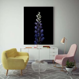 Πίνακας, κοντινό πλάνο ενός μωβ λουλουδιού σε μαύρο φόντο