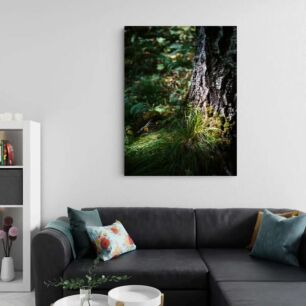 Πίνακας, κοντινό πλάνο ενός δέντρου σε ένα δάσος