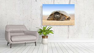 Πίνακας, κοντινό πλάνο μιας χελώνας ξαπλωμένη στο έδαφος