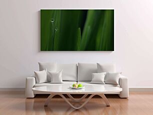 Πίνακας, κοντινό πλάνο με σταγόνες νερού σε μια λεπίδα από γρασίδι