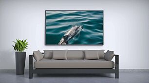 Πίνακας, ένα δελφίνι που κολυμπά σε ένα υδάτινο σώμα