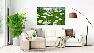 Πίνακας, ένα χωράφι γεμάτο άσπρα και κίτρινα λουλούδια