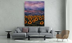 Πίνακας, ένα χωράφι με ηλιοτρόπια κάτω από έναν συννεφιασμένο ουρανό