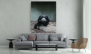 Πίνακας, ένας γορίλας που κάθεται πάνω σε έναν βράχο κρατώντας μια μπάλα