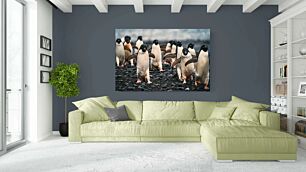 Πίνακας, μια ομάδα πιγκουίνων που στέκονται πάνω από μια βραχώδη παραλία