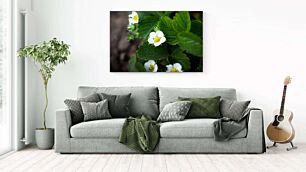 Πίνακας, μια ομάδα λευκών λουλουδιών που κάθεται πάνω από πράσινα φύλλα