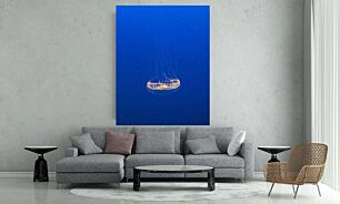 Πίνακας, μια μέδουσα που επιπλέει στο γαλάζιο νερό