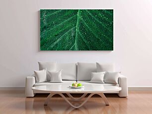 Πίνακας, ένα μεγάλο πράσινο φύλλο με σταγόνες νερού πάνω του